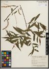Foto von Salix nigra Marshall